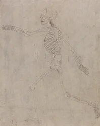 En jämförande anatomisk exponering av människokroppens struktur med en tiger och en ...